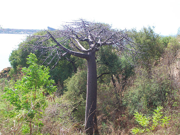 baobab