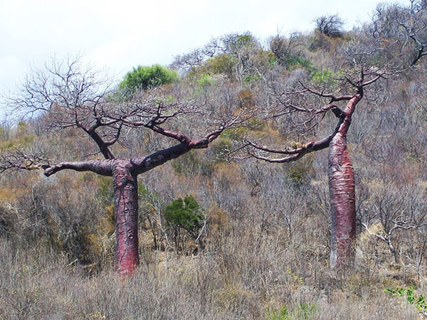 baobab