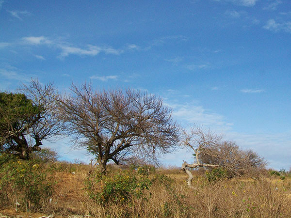 baobab