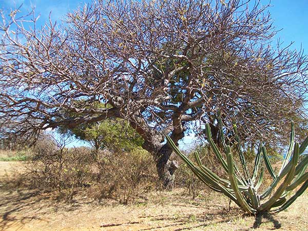 baobab